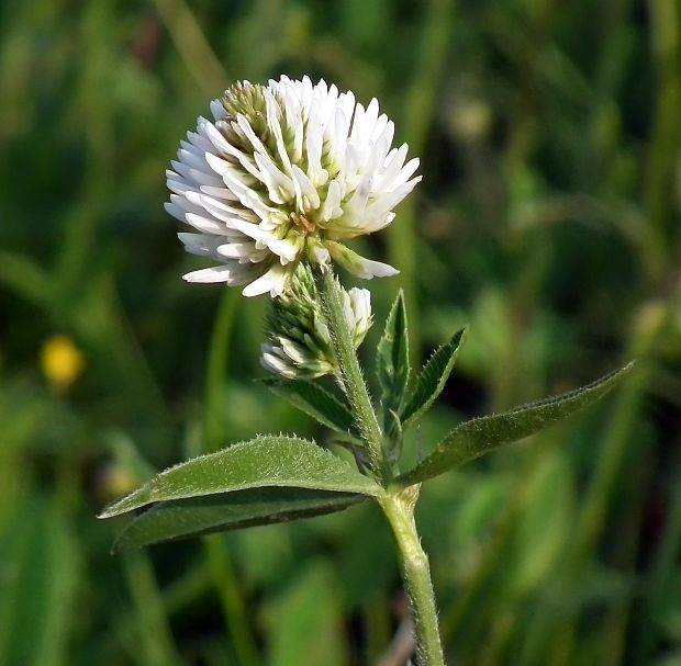 ďatelina horská Trifolium montanum L.