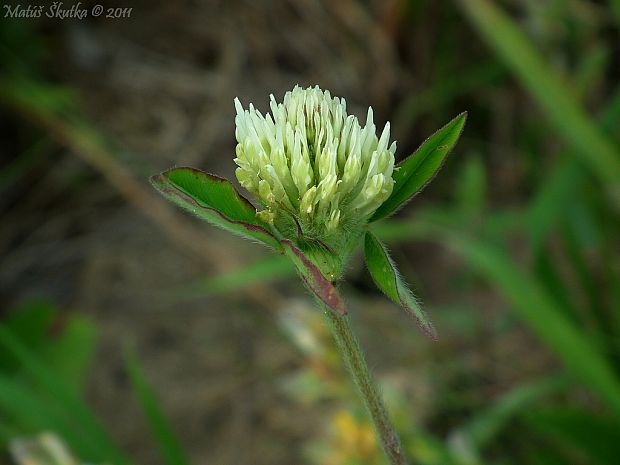 ďatelina bledožltá Trifolium ochroleucon Huds.