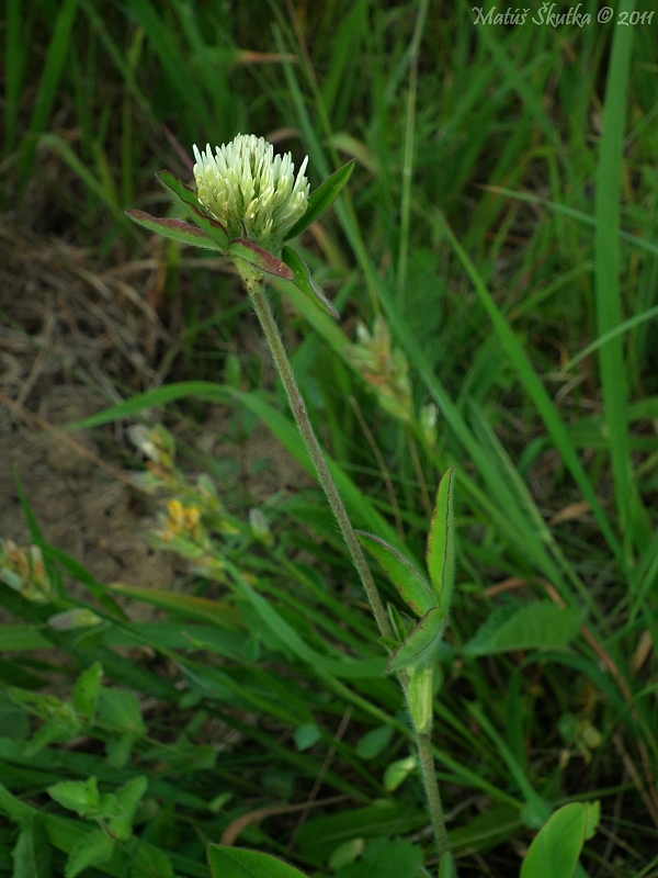 ďatelina bledožltá Trifolium ochroleucon Huds.