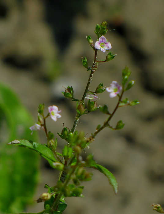 veronika drchničkovitá Veronica anagallis-aquatica L.