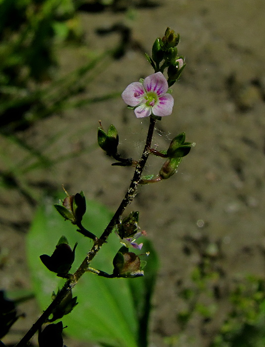 veronika drchničkovitá Veronica anagallis-aquatica L.