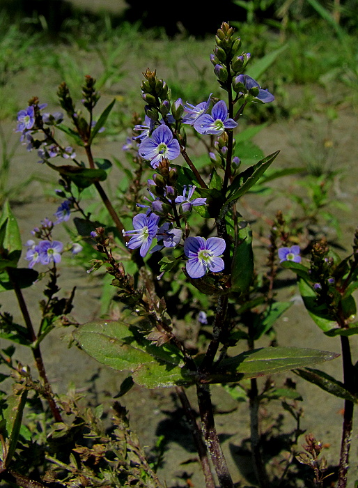 veronika Veronica sp.