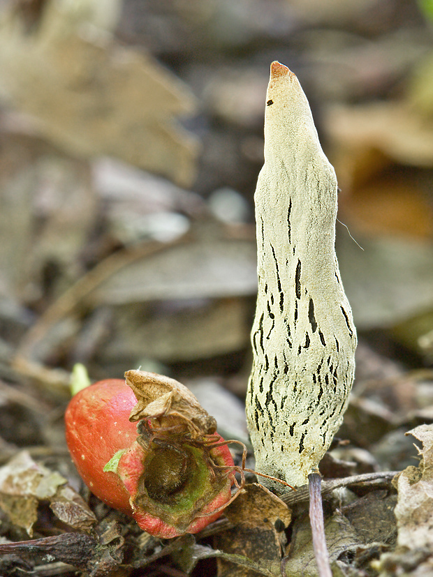 drevnatec hlohový Xylaria oxyacanthae Tul. et C. Tul