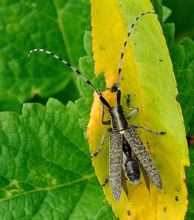 vrzúnik úzkoštíty Agapanthia villosoviridescens