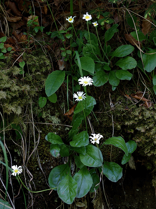 stokráska micheliho Bellidiastrum michelii Cass.