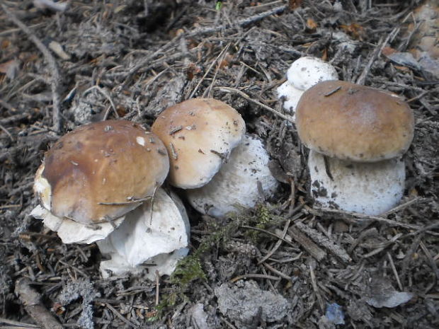 hríb smrekový Boletus edulis Bull.