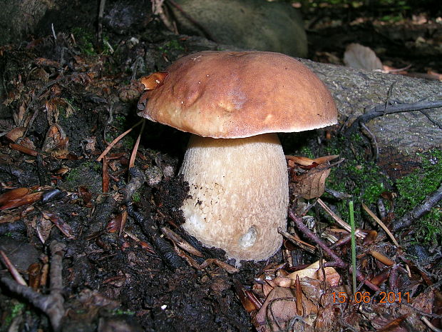 hríb dubový Boletus reticulatus Schaeff.