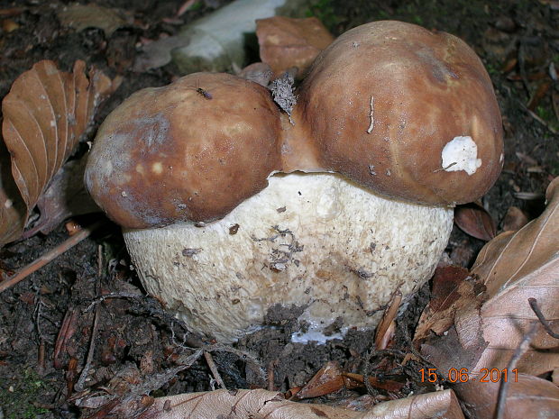 hríb dubový Boletus reticulatus Schaeff.