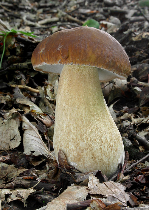 hríb dubový Boletus reticulatus Schaeff.