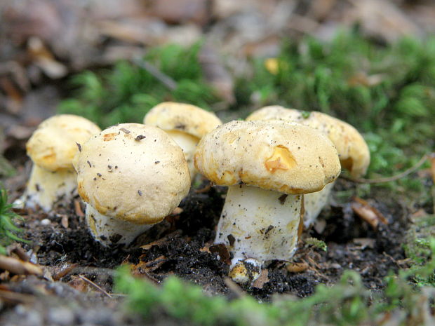 kuriatko Cantharellus sp.