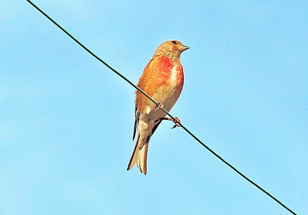 stehlík konopiar Carduelis cannabina