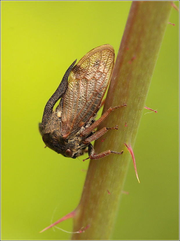 trňovka liesková Centrotus cornutus