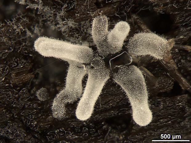 rohačka kríčkovitá, nerozvetvená varieta Ceratiomyxa fruticulosa var. descendens Emoto (1933)