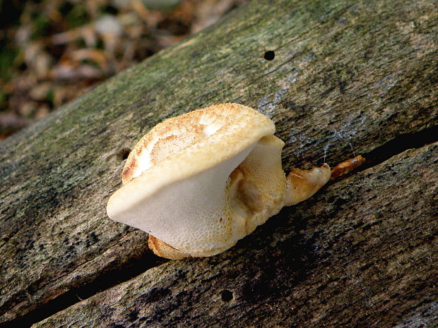 trúdnik šupinatý Cerioporus squamosus (Huds.) Quél.