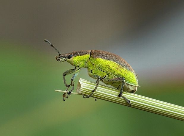 Chlorophanus viridis Linnaeus, 1758