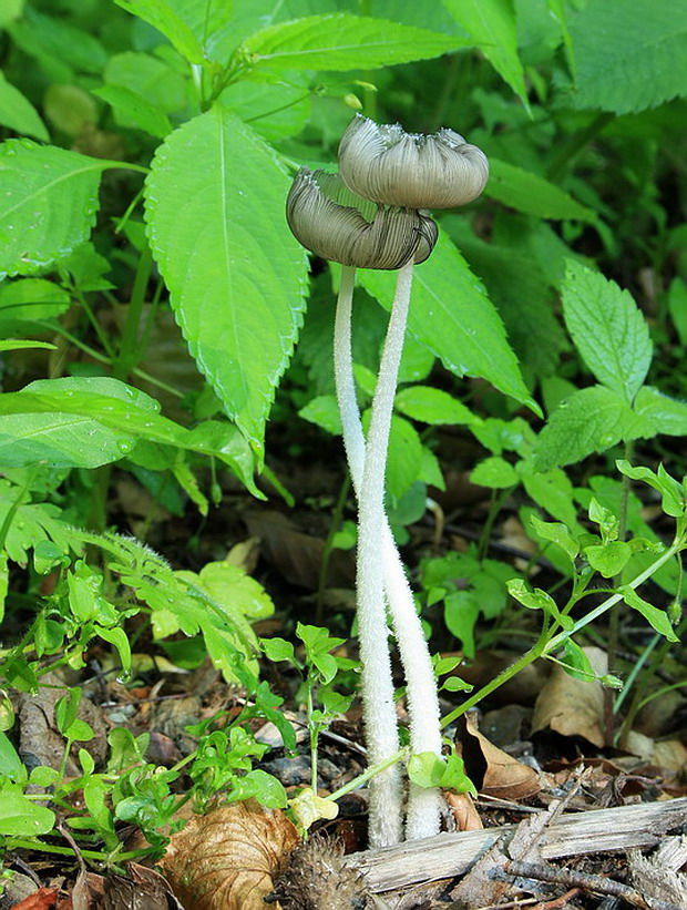 hnojník chlpatý Coprinopsis lagopus (Fr.) Redhead, Vilgalys & Moncalvo