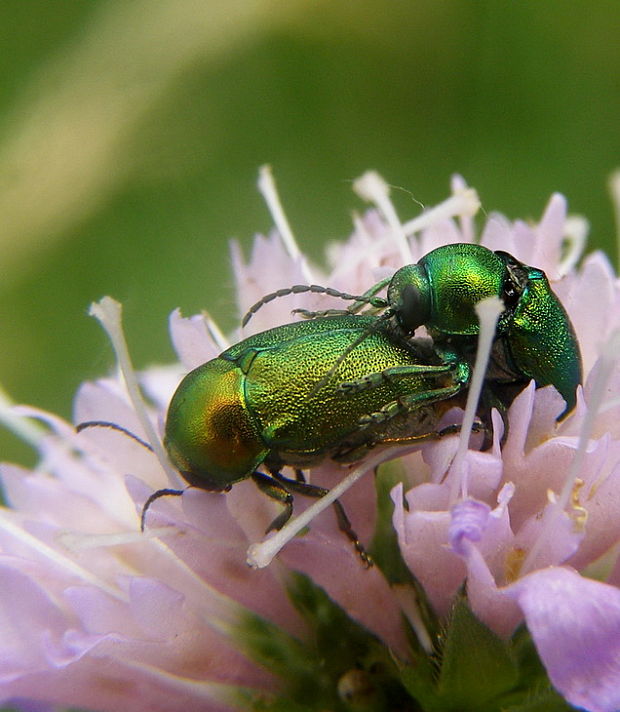 krytohlav Cryptocephalus sericeus