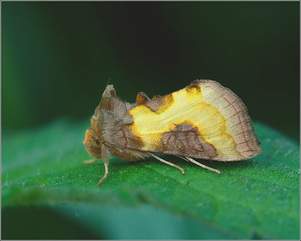 mora tuttová Diachrysia stenochrysis