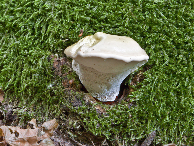 lesklokôrovka Ganoderma sp.