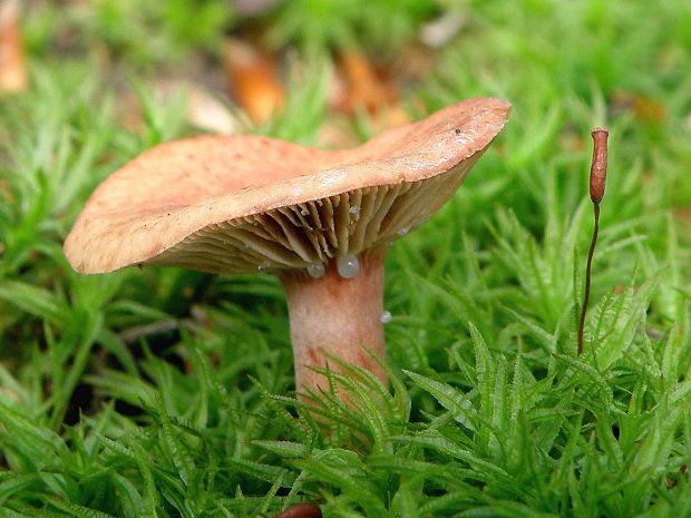 rýdzik Lactarius sp.