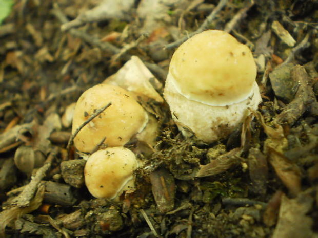 kozák hrabový Leccinum pseudoscabrum (Kallenb.) Šutara