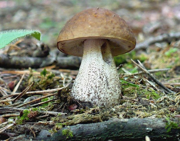 kozák hrabový Leccinum pseudoscabrum (Kallenb.) Šutara