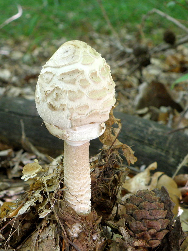 bedľa  Macrolepiota