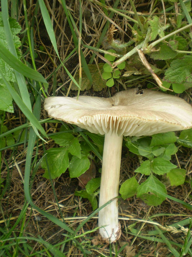 povraznica širokolupeňová Megacollybia platyphylla (Pers.) Kotl. & Pouzar