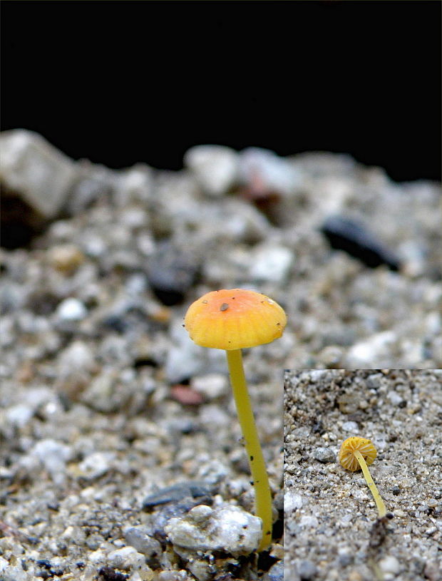 prilbička ihličková Mycena acicula (Schaeff.) P. Kumm.