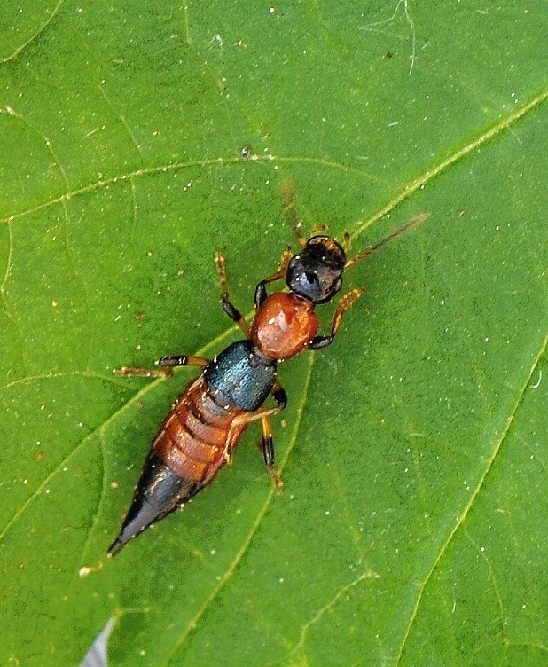 drobčík Paederus littoralis