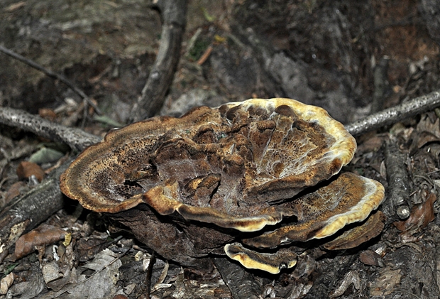 hnedák Schweinitzov Phaeolus schweinitzii (Fr.) Pat.