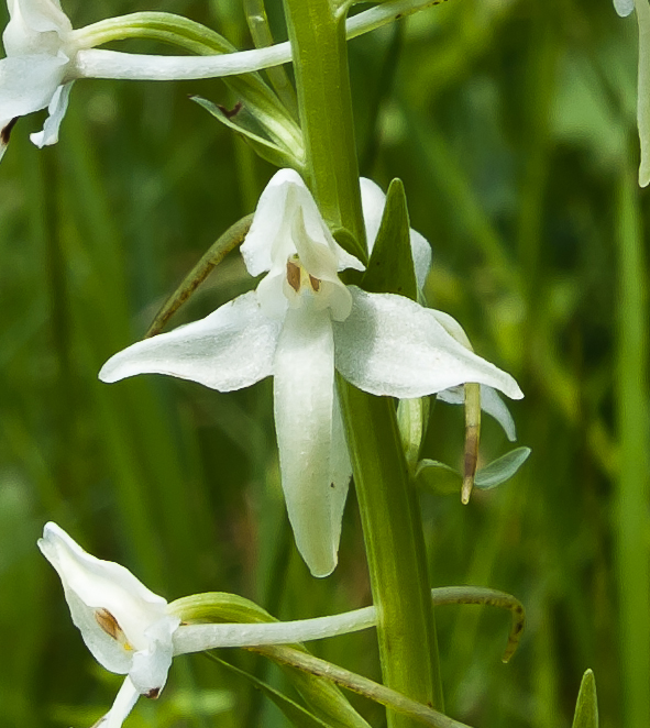 vemenník dvojlistý Platanthera bifolia (L.) Rich.