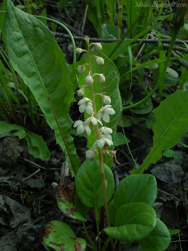 hruštička okrúhlolistá Pyrola rotundifolia L.