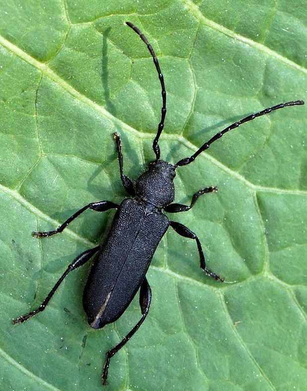 fuzáč Ropalopus clavipes