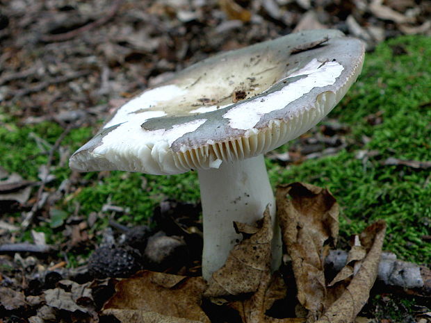 plávka modrastá Russula cyanoxantha (Schaeff.) Fr.