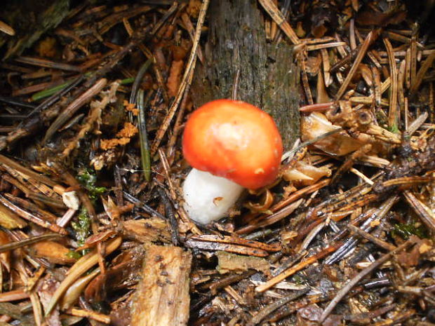 plávka Russula sp.