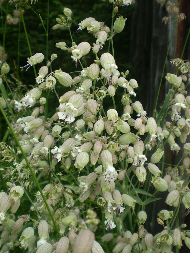 silenka nadutá Silene vulgaris (Moench) Garcke