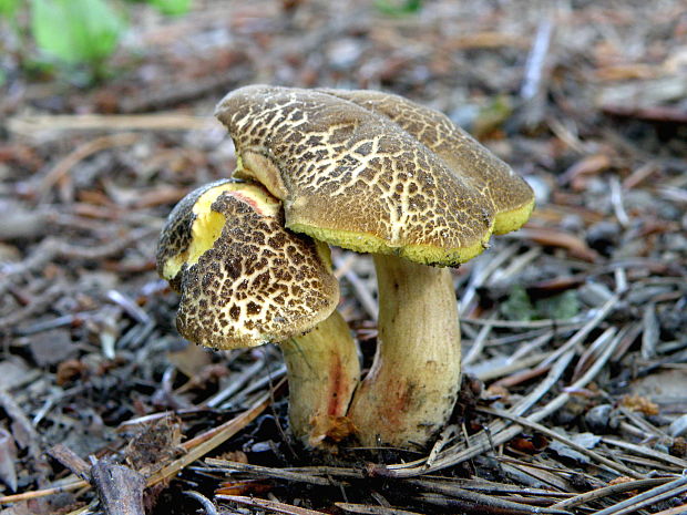 suchohríb žltomäsový Xerocomellus chrysenteron (Bull.) Šutara