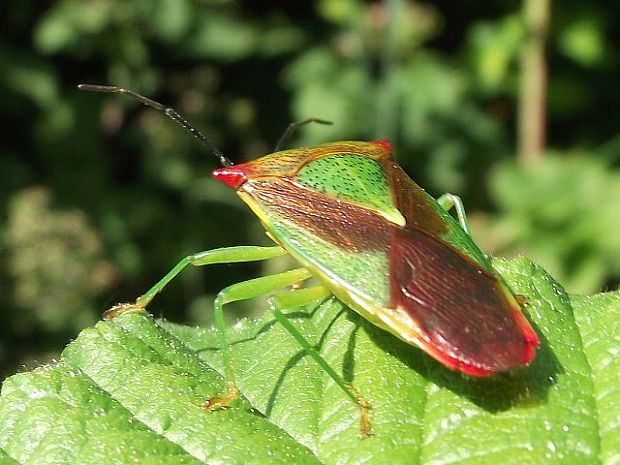 bzdocha stromová Acanthosoma haemorrhoidale