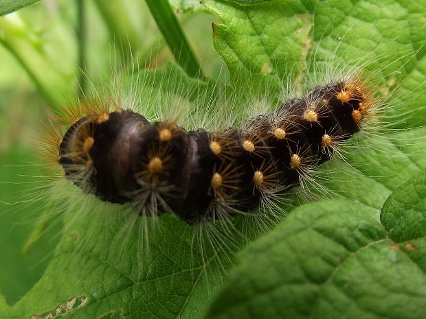 mramorovka rakytová-húsenica Acronicta auricoma