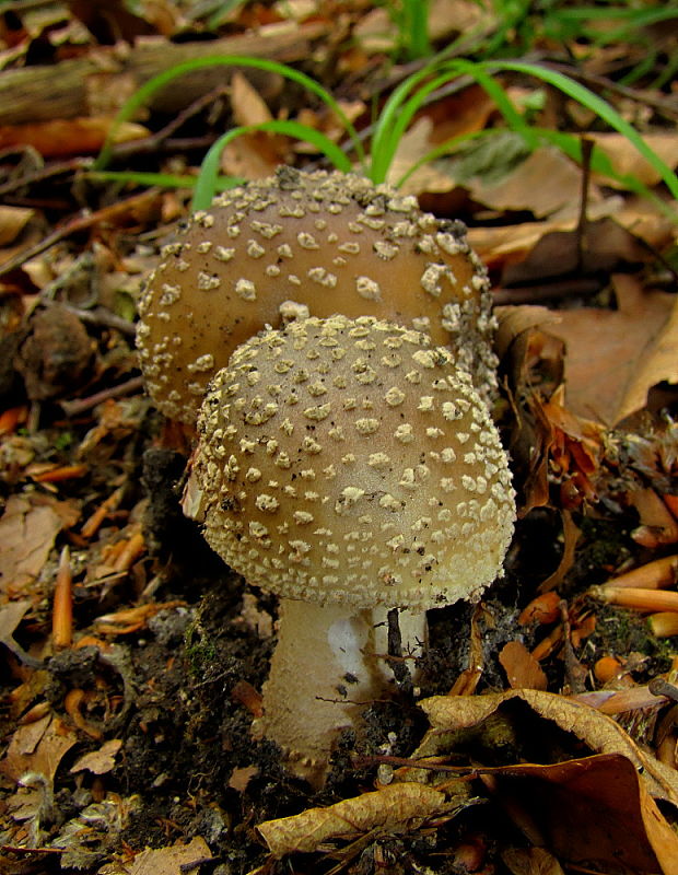 muchotrávka červenkastá Amanita rubescens Pers.