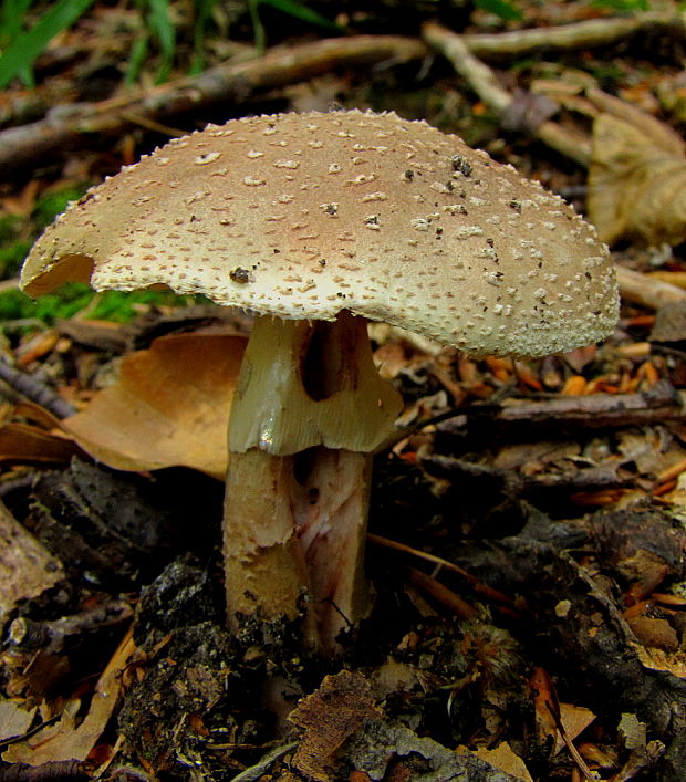 muchotrávka červenkastá Amanita rubescens Pers.