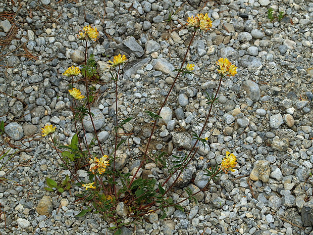 bôľhoj lekársky Anthyllis vulneraria L.