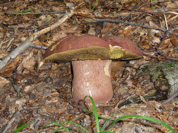 hríb sosnový Boletus pinophilus Pil. et Dermek in Pil.