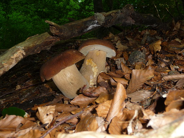 hríb dubový Boletus reticulatus Schaeff.