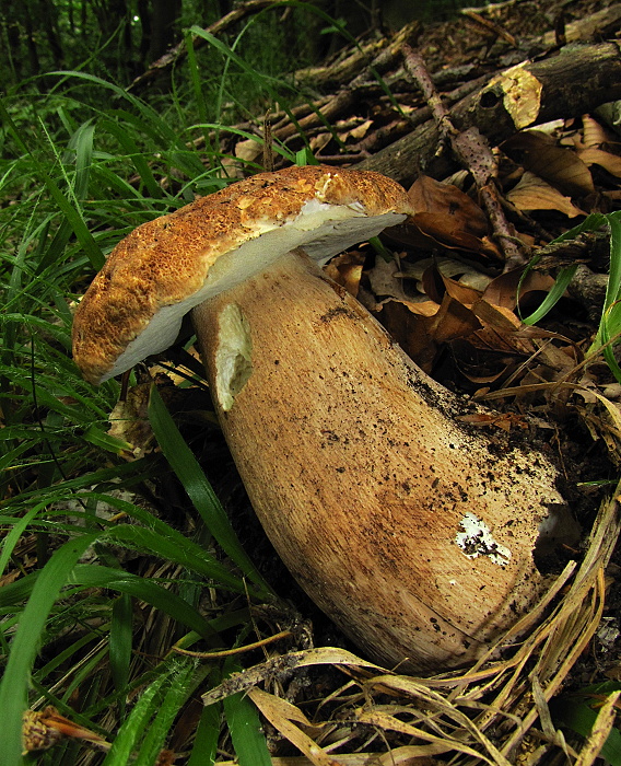 hríb dubový Boletus reticulatus Schaeff.