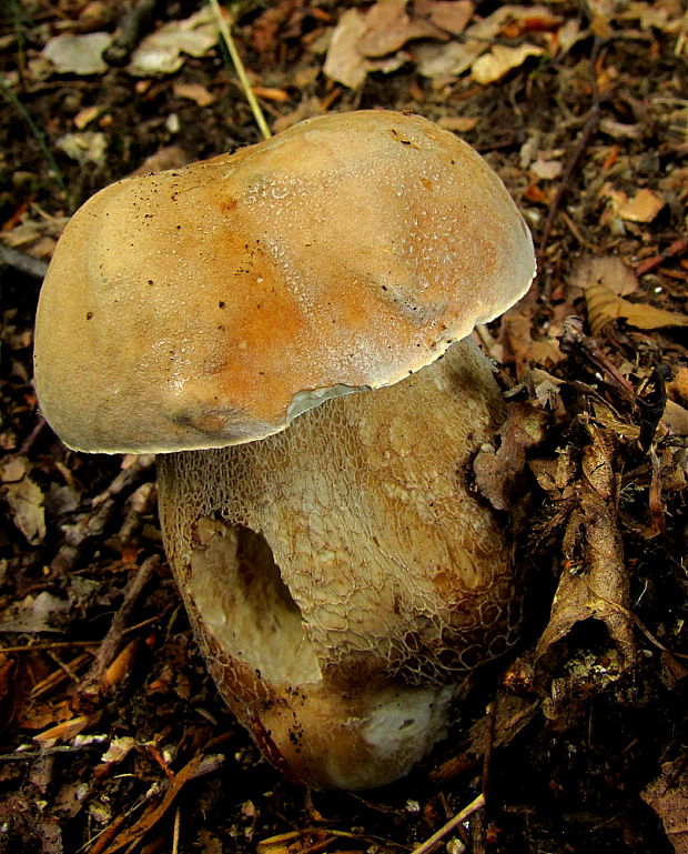 hríb dubový Boletus reticulatus Schaeff.