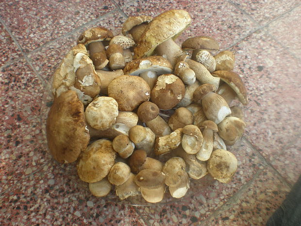 hríb dubový Boletus reticulatus Schaeff.