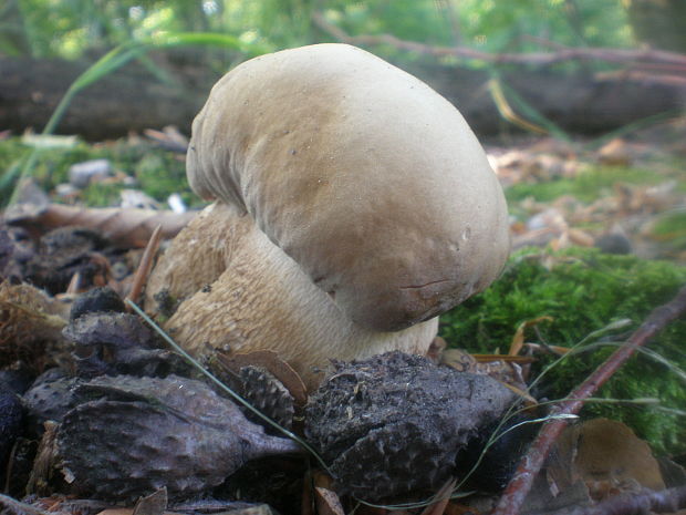 hríb dubový Boletus reticulatus Schaeff.