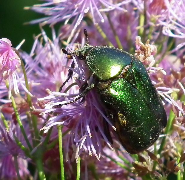 zlatoň obyčajný  Cetonia aurata